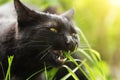 Funny bombay black cat portrait eats green grass outdoor in spring close up, macro Royalty Free Stock Photo