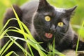 Funny bombay black cat portrait with open mouth and tongue eat grass outdoors close up Royalty Free Stock Photo