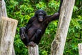 Funny bonobo standing in a seductive pose, pygmy chimpanzee, human ape, Endangered primate specie from Africa