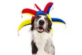 Funny border collie dog carnival, halloween, or new year dressed as a clown. isolated on white background Royalty Free Stock Photo