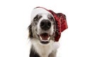 Funny Border collie dog pet wearing a christmas santa claus hat and celebrating holidays Royalty Free Stock Photo