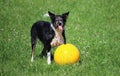 Funny border collie Royalty Free Stock Photo