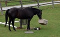 Funny bored black horse playing with a rubber container