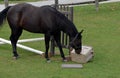 Funny bored black horse playing with a rubber container