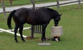 Funny bored black horse playing with a rubber container