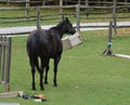 Funny bored black horse playing with a rubber container