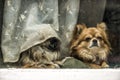 Funny tired dogs Royalty Free Stock Photo