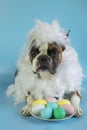 Funny Boston terrier dressed in a hen costume congratulates on Easter with colored eggs on a blue background Royalty Free Stock Photo