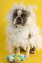 Funny Boston terrier dressed in a hen costume congratulates on Easter with colored eggs on a yellow background Royalty Free Stock Photo