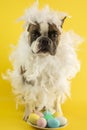 Funny Boston terrier dressed in a hen costume congratulates on Easter with colored eggs on a yellow background Royalty Free Stock Photo