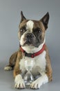 funny Boston terrier with an hourglass in its paws as a symbol of the lifespan of a dog