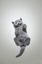 funny bottom view of small british shorthair kitten sitting on glass pane