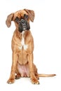 Funny boxer puppy sitting on a white background Royalty Free Stock Photo