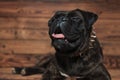 Funny boxer with tongue exposed lying with eye closed
