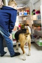 Funny boy and beagle dog are looking into open refrigerator Royalty Free Stock Photo