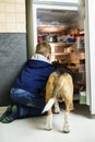 Funny boy and beagle dog are looking into open refrigerator Royalty Free Stock Photo