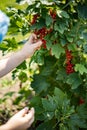 Funny boy eating fresh ripe raspberries or blackberry at summer sunny garden enjoying vacation