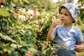 Funny boy eating fresh ripe raspberries or blackberry at summer sunny garden enjoying vacation