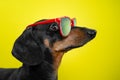 Funny breed dog dachshund, black and tan, with sun glasses, yellow studio background, concept of dog emotions. Background for yo