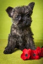 Cairn Terrier puppy dog with red poppies flowers Royalty Free Stock Photo