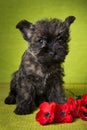 Cairn Terrier puppy dog with red poppies flowers Royalty Free Stock Photo