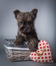 Cairn Terrier Puppy With Red Heart Valentine S Day