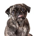 Funny Brindle Pug Sticking Tongue Out Extracted Royalty Free Stock Photo