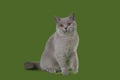 Funny Britian cat in studio isolated