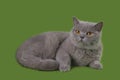 Funny Britian cat in studio isolated