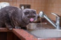 Funny British cat drink water in the bathroom. In beautiful style gray cats. Cute animals. Beauty portrait. Pet