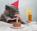 A funny British cat in a red cap on his head, a white shirt with a red bow tie, orange eyes sits at a table