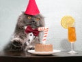 A funny British cat in a red cap on his head, a white shirt with a red bow tie, sits at a table