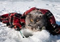 Funny British fluffy cat is fishing with two winter fishing rods on the ice of the lake. Winter fishing.