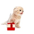 Funny British kitten with  a gift Royalty Free Stock Photo