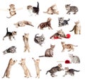 Funny British kittens collection Royalty Free Stock Photo