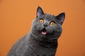 funny british shorthair cat portrait looking shocked or surprised Royalty Free Stock Photo