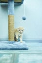 Funny British shorthair kitten play, scratching a cat tree Royalty Free Stock Photo