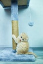 Funny British shorthair kitten play, scratching a cat tree Royalty Free Stock Photo