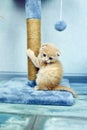 Funny British shorthair kitten play, scratching a cat tree Royalty Free Stock Photo