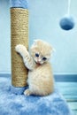 Funny British shorthair kitten play, scratching a cat tree Royalty Free Stock Photo