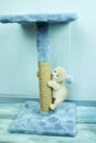 Funny British shorthair kitten play, scratching a cat tree at home, little domestic pet/ Royalty Free Stock Photo