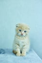 Funny British shorthair kitten play, scratching a cat tree at home, little domestic pet. Royalty Free Stock Photo