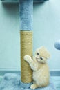 Funny British shorthair kitten play, scratching a cat tree Royalty Free Stock Photo