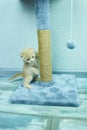 Funny British shorthair kitten play, scratching a cat tree