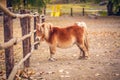 Funny Brow miniature horse. Outdoors Royalty Free Stock Photo