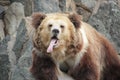Funny Brown Bear Sticks out her Tongue Royalty Free Stock Photo