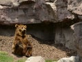 Funny brown bear stretching Royalty Free Stock Photo