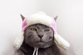 funny brown burmese cat in a cute white cap with earflaps with a pink bombon