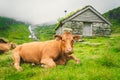 Funny brown cow on green grass in a field on nature in scandinavia. Cattle amid heavy fog and mountains with a waterfall Royalty Free Stock Photo