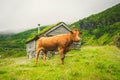 Funny brown cow on green grass in a field on nature in scandinavia. Cattle amid heavy fog and mountains with a waterfall Royalty Free Stock Photo